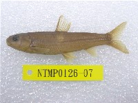 藏品(臺灣鏟頜魚)的圖片
